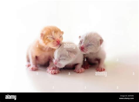 Newborn Kittens Photos and Premium High Res Pictures .